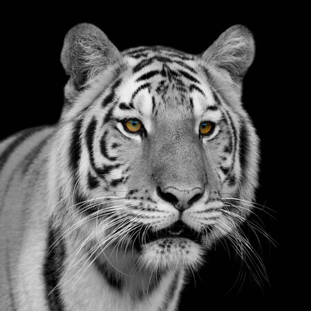 Bengal tigerの写真素材