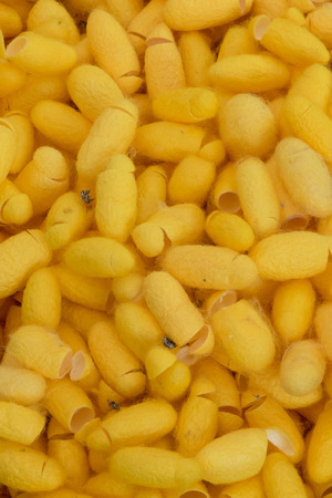 silkworm cocoonの写真素材