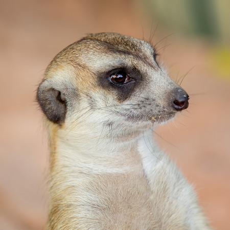 Meerkatの写真素材
