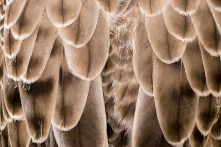 eagle feather detailの写真素材