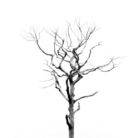 Dead Tree without Leavesの写真素材
