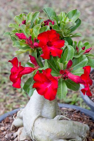 Desert Rose-Impala Lily- Mock Azaleaの写真素材