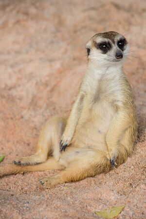Meerkatの写真素材