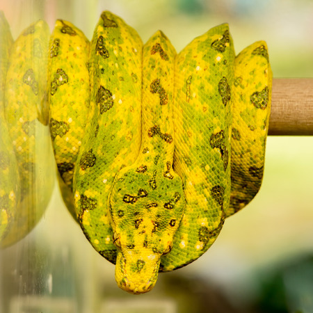 Green Tree Python yellow phaseの写真素材