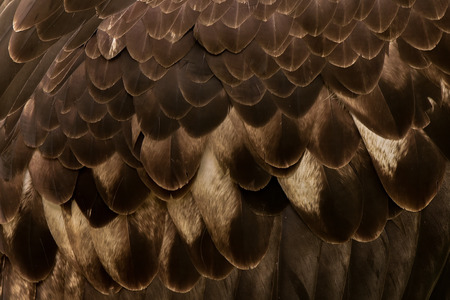 eagle feather detailの写真素材