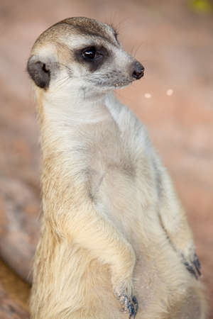 Meerkatの写真素材