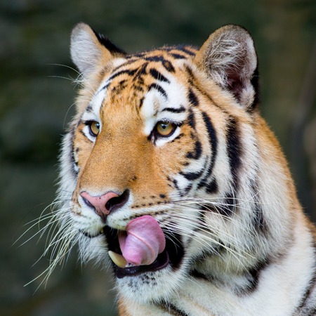Bengal tigerの写真素材