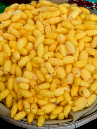 silkworm cocoonの写真素材