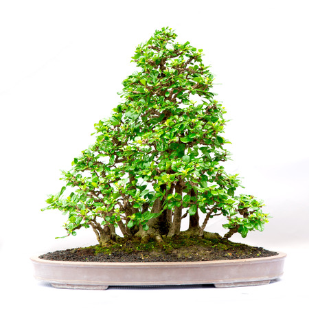 bonsai tree isolated on whiteの写真素材