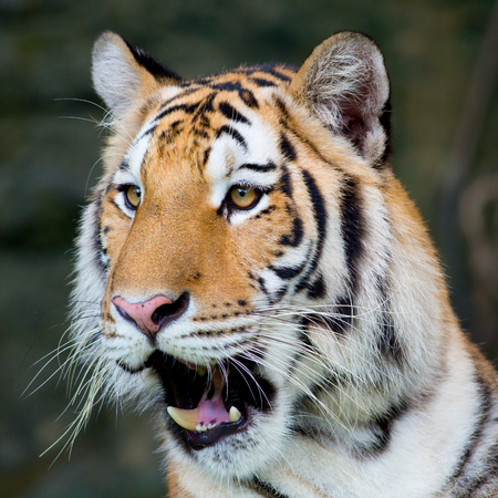 Bengal tigerの写真素材