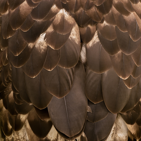 eagle feather detailの写真素材