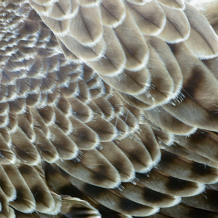 eagle feather detailの写真素材