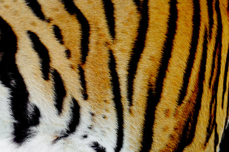 Real Bengal tiger skinの写真素材