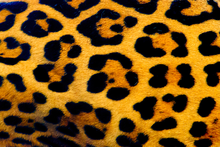 Leopard fur backgroundの写真素材