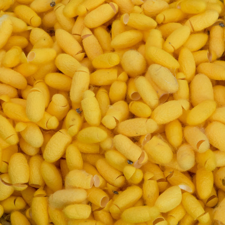 silkworm cocoonの写真素材