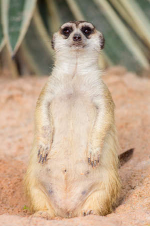 Meerkatの写真素材