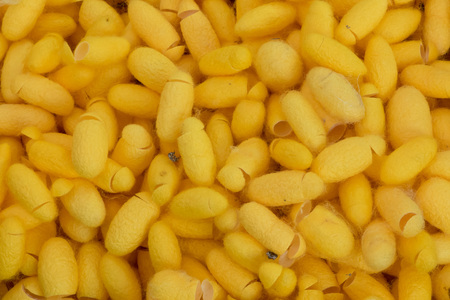 silkworm cocoonの写真素材