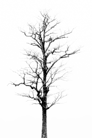Dead Tree without Leavesの写真素材