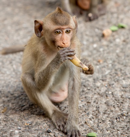 monkey familyの写真素材