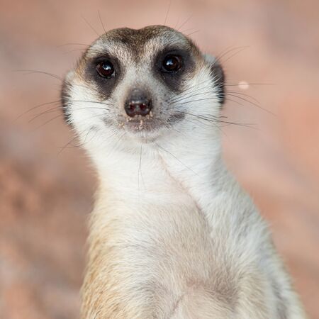 Meerkatの写真素材