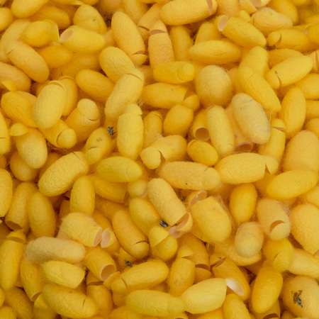 silkworm cocoonの写真素材