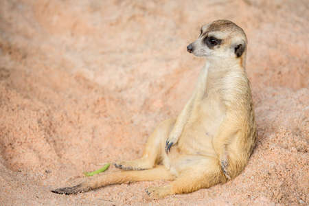 Meerkatの写真素材