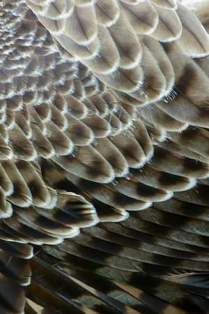 eagle feather detailの写真素材