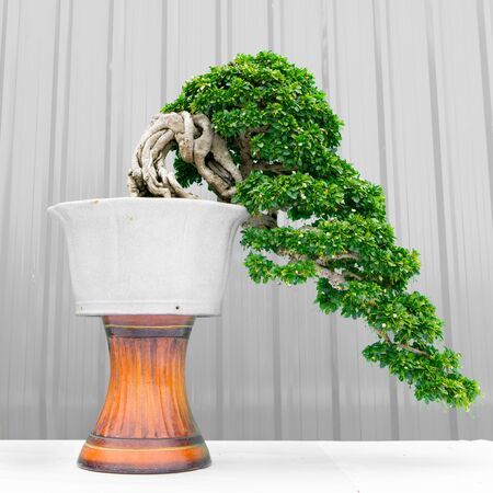 bonsai treeの写真素材