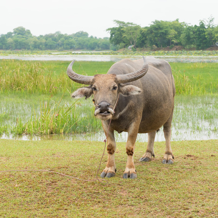 thai buffalo portraitの写真素材