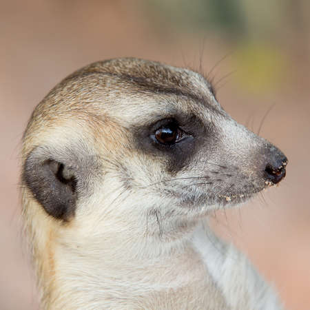 Meerkatの写真素材