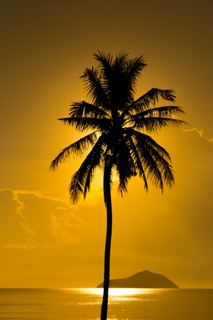 Silhouette Coconut Palm Treeの写真素材