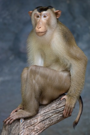 Portrait of monkeyの写真素材