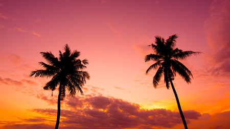 Two palm trees silhouette on sunset tropical beachの写真素材