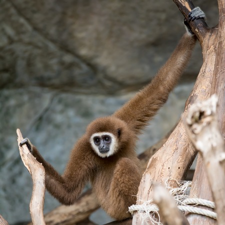 Brown Gibbonの写真素材