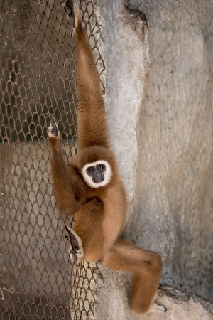 Brown Gibbon in the zoo