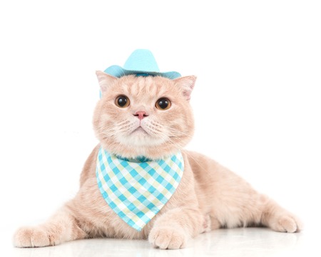 Scottish fold cat