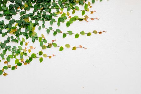 backgrounds, cement, green, ivy, nature, pattern, plant, textured, wallの写真素材