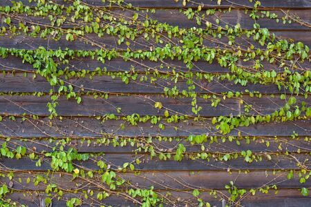 Common Ivy on Wood Wallの写真素材
