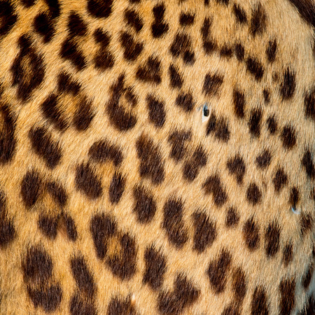Real jaguar skinの写真素材