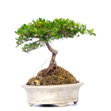 bonsai tree isolated on whiteの写真素材