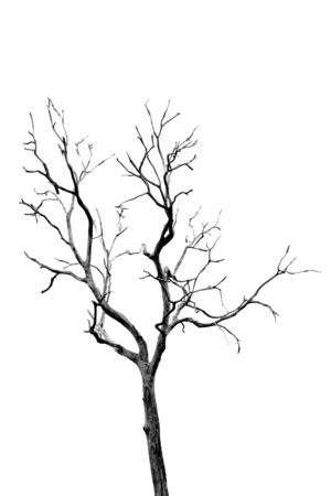 Dead Tree without Leavesの写真素材