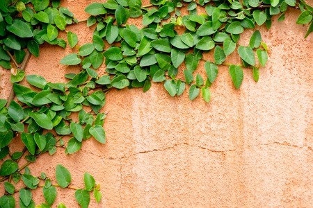 orange wall with ivy plant