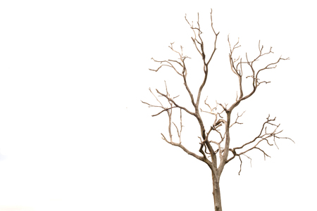 Dead Tree without Leavesの写真素材