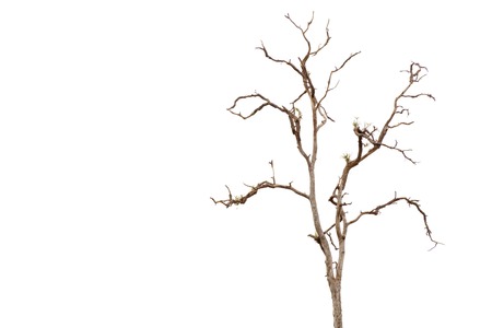 Dead Tree without Leavesの写真素材