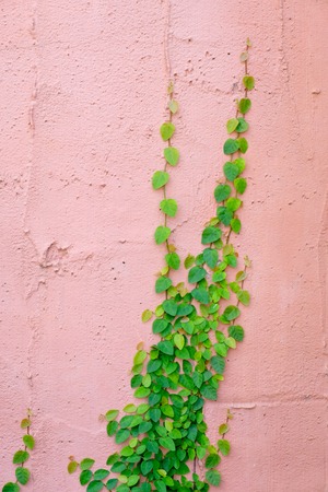 pink wall with ivy plantの写真素材