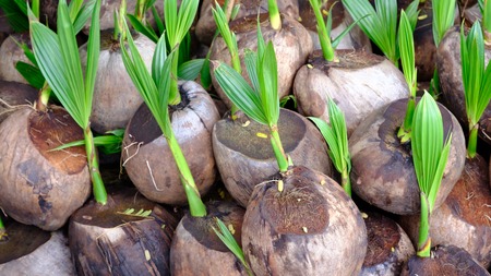 Sprout of coconut treeの写真素材