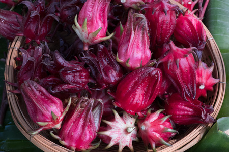 Many of Roselle fruits Hibiscus sabdariffaの写真素材