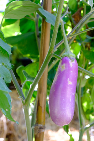 Eggplant purple - Solanum melongena L. on tree,の写真素材