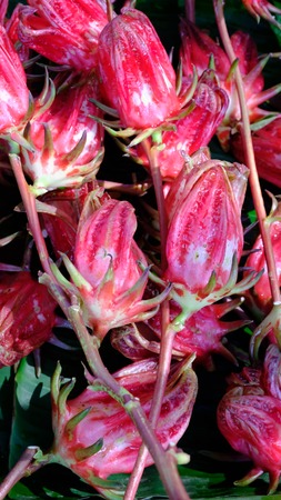 Many of Roselle fruits Hibiscus sabdariffaの写真素材