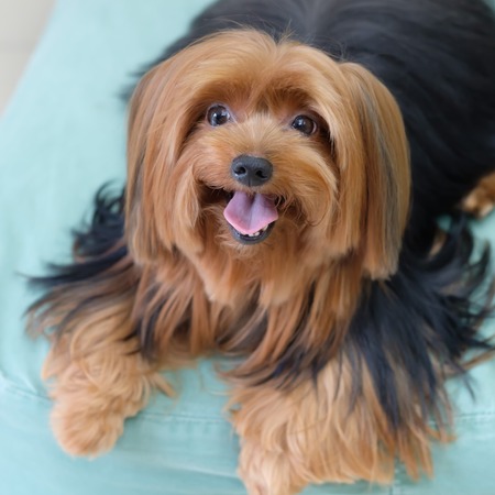 Yorkshire Terrier sitting on the bedの写真素材